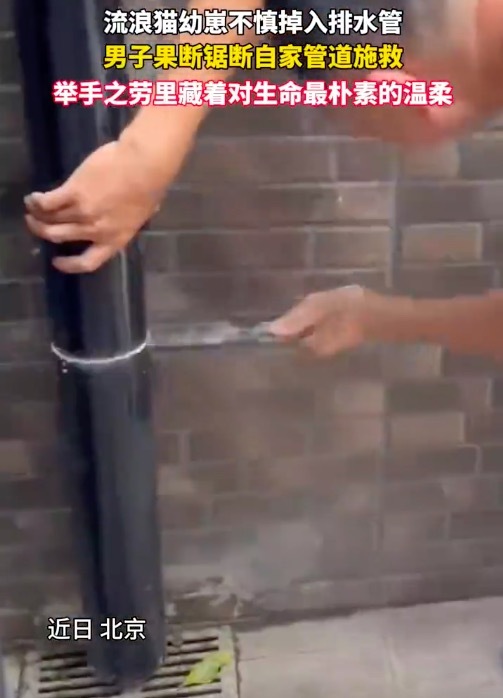沪深策略 男子锯断自家管道救出被困小猫 比起维修费它的命更重要