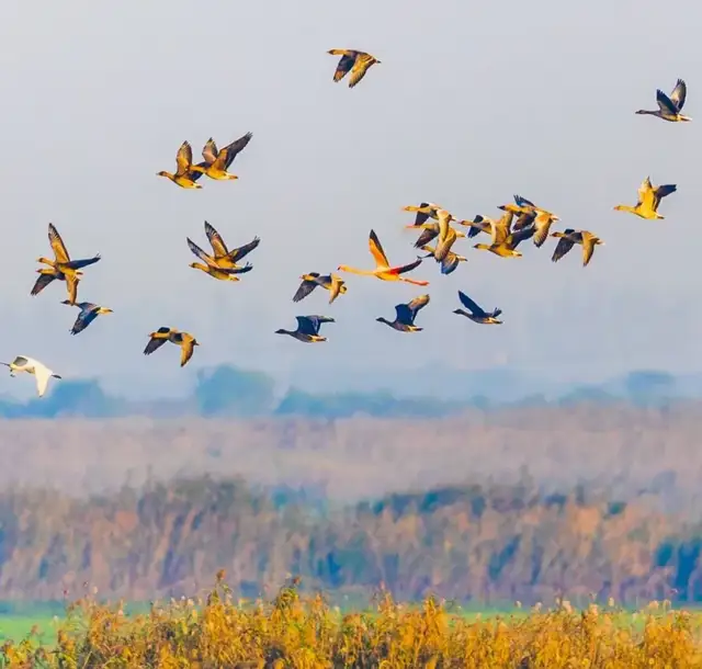散户配资 这个红色大鸟, 好吃吗?